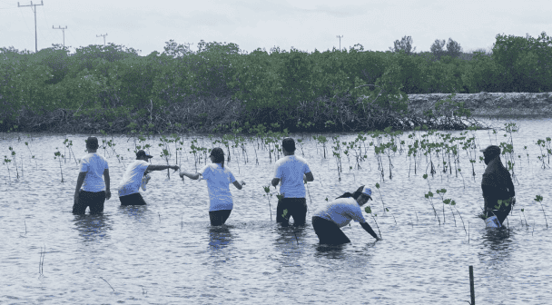 Mangrove Planting